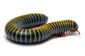 Anadenobolus monilicornis Caribbean adult